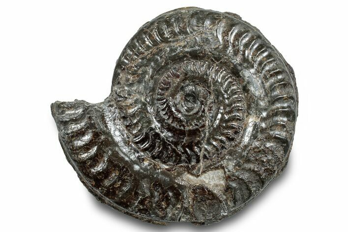 Jurassic Ammonite (Hildoceras) Fossil - England #284049